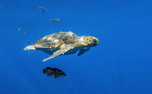 Un programme pour sensibiliser les élèves à la protection du Parc naturel marin du Cap Corse et de l’Agriate