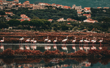 A màghjina - L’acelli di u sale