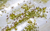 Stella Mare obtient plus de 5 000 juvéniles de patelle géante pour soutenir la restauration de l’espèce