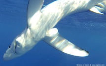 Rencontres avec des requins peau bleue devant Bastia