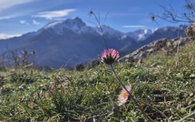 A màghjina - U veranu s’avvicina