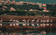 A màghjina - I fenicoteri d'i salini di Portivechju