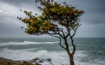 A màghjina - Una vintata in Capicorsu