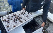 À Luri, Stella Mare relâche 70 000 oursins juvéniles