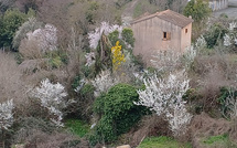 A màghjina - Sbuccia u veranu curtinese