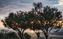 A màghjina - Aiacciu, sole è aliva di pace