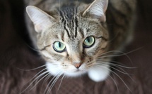 En Castagniccia, l’association Gattagniccia se mobilise pour les chats errants