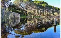 A màghjina - Palumbaghja : quandu i chjassi si facenu spechju