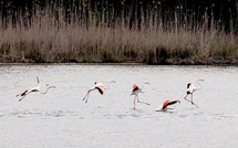 A màghjina - u ballu di i flamanti rosa nantu à u stagnu di Palu