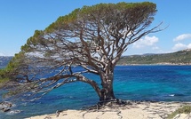 Tourisme durable : la Corse renforce son engagement avec l’écolabel européen