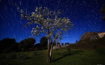 A màghjina - Arburu in fiore sott’à e stelle chì giranu