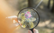 San Ghjulianu  - U veranu di a scienza fait son retour !