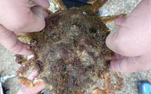 Corse-du-Sud : un pêcheur contrôlé avec une araignée de mer, espèce strictement protégée