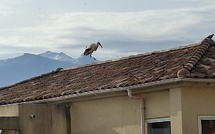 À Calvi, une cigogne blanche fait une halte remarquée sur un toit