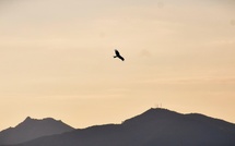 A màghjina - U filanciu, patrone di u celu ajaccinu