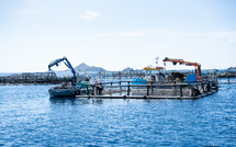 Au large d’Ajaccio, les ambitions assumées d’une ferme aquacole familiale