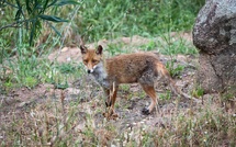 Le renard et les chats : une parenthèse de douceur à Porto-Vecchio