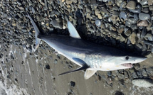Un requin mako échoué à Santa-Maria-Poghju