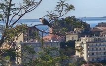 U tempu in Corsica