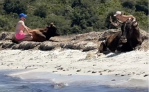 Plage du Lotu - Touristes et vaches partagent le sable et les selfies