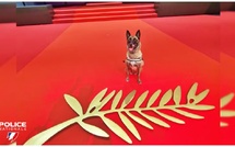 De Bastia à Cannes : Naty, chienne policière de Haute-Corse, tire sa révérence sur le tapis rouge