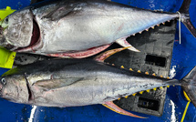 Un thon jaune de 50 kilos pêché au large de Bastia : une espèce rarissime observée en Méditerranée