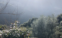 U tempu in Corsica