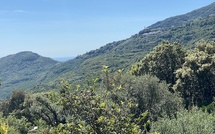 U tempu in Corsica