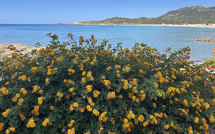 U tempu in Corsica