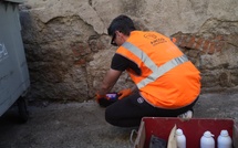 À Ajaccio, la lutte contre les rats s'intensifie face à une prolifération estivale