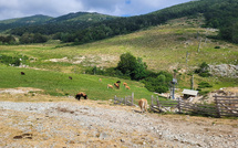 U tempu in Corsica