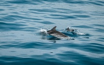 Dauphins, baleines, tortues… Les bons gestes pour observer la faune marine sans la déranger