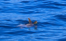 À Coggia, une tortue caouanne est venue pondre : « Elles se réapproprient les côtes corses »