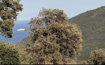 U tempu in Corsica