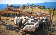 À Arghjusta è Muricciu, un projet pour redonner vie aux bergeries de Pian di Selva