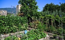 Ajaccio : aux Cannes, les jardins familiaux s'offrent une cure de jouvence