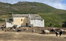 A màghjina - A Madonna di e Grazie di Morsiglia