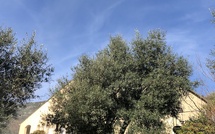 U tempu in Corsica
