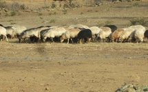 Plan CASI : L’intersyndicale agricole dénonce d’une seule voix le peu de moyens alloués à la Corse