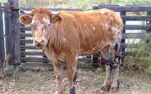 Un premier cas de besnoitiose bovine détecté en Corse-du-Sud 