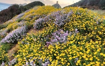 A màghjina - A Parata in fiore