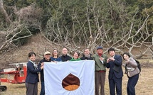 Châtaigne corse et japonaise, des liens qui se renforcent