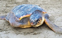 Biguglia : Bientôt un centre d’accueil pour tortues marines à Stella Mare