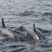 Les dauphins de Calvi