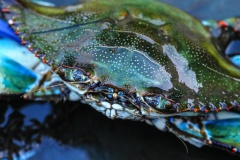 Crabe bleu