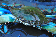 Crabe bleu