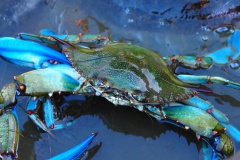 Crabe bleu