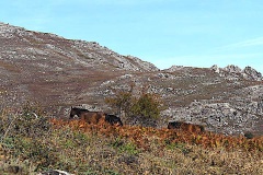Chevaux sauvages 