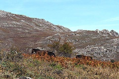 Chevaux sauvages 