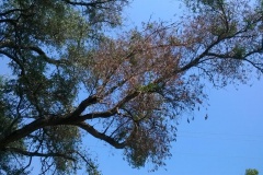 Domaine de Petricajola